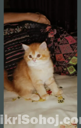 Persian cat